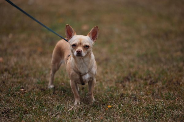 Wie maximiert man die Sauerstoffaufnahme für Höhenbergsteiger durch spezifisches Atemtraining?