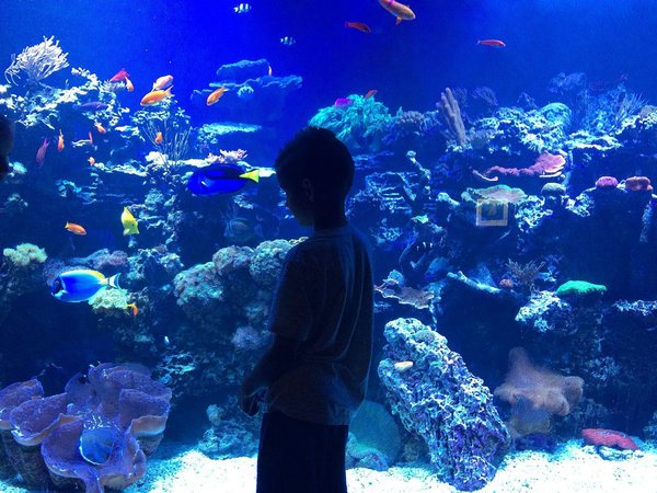 Wie kann ich Übergewicht bei Zierfischen vermeiden und eine gesunde Ernährung gewährleisten?