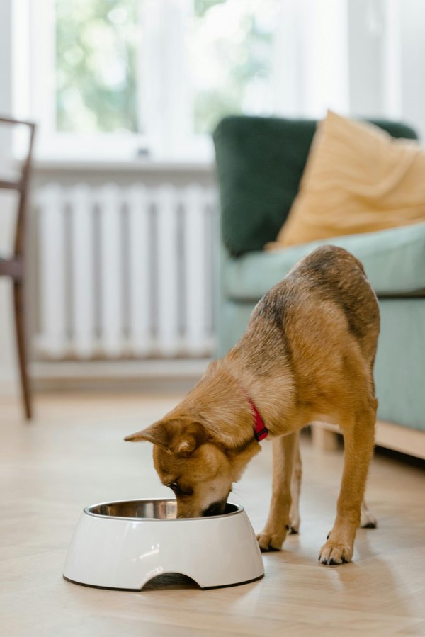 Hund frisches futter: maßgeschneiderte ernährung für deinen hund